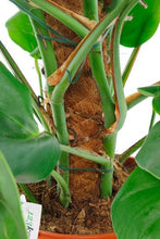 Load the image into the gallery viewer, Philodendron Monstera - window leaf