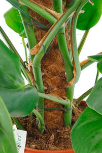 Philodendron Monstera - window leaf