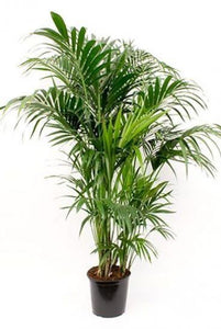 Kentia palm