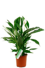 Load the image into the gallery viewer, Spathiphyllum Vivaldi care