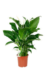 Load the image into the gallery viewer, Spathiphyllum Vivaldi care