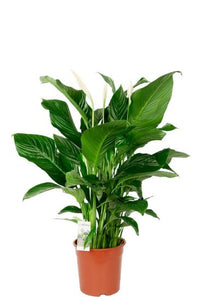 Spathiphyllum Vivaldi care