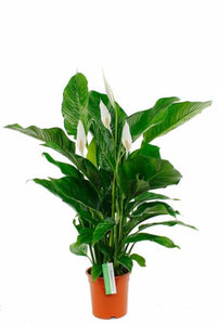 Spathiphyllum Vivaldi care