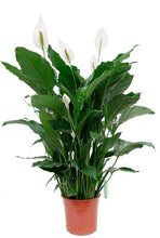 Load the image into the gallery viewer, Spathiphyllum Vivaldi care