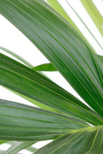 Load the image into the gallery viewer, Kentia palm