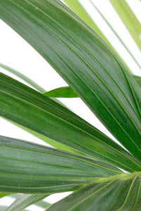 Kentia palm