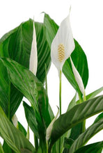 Load the image into the gallery viewer, Spathiphyllum Vivaldi care