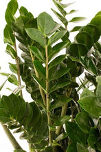 Load the image into the gallery viewer, Zamioculcas care