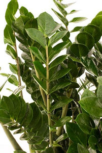 Zamioculcas care