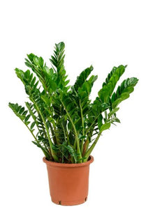 Zamioculcas care