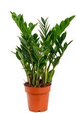 Load the image into the gallery viewer, Zamioculcas care